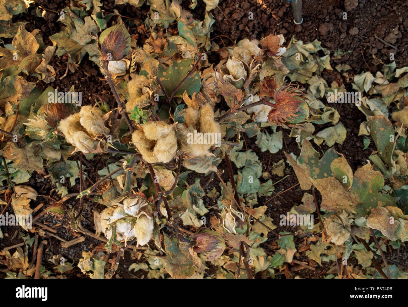 Green cotton bolls maturing on plant. Stock Photo