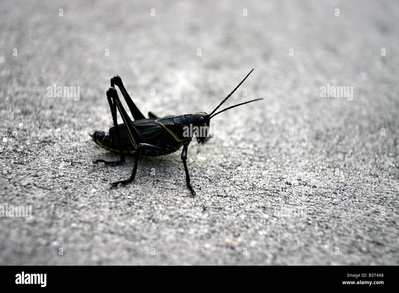 A grasshopper in Louisiana. Stock Photo