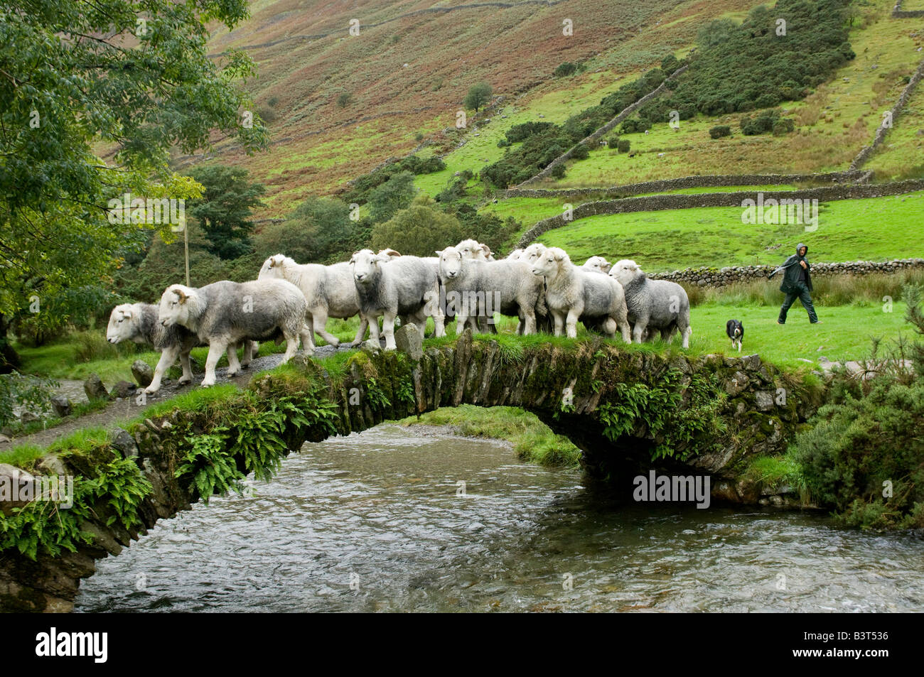 Shepherd bringing herdwick sheep over old pack horse bridge Wasdale English Lake District Stock Photo