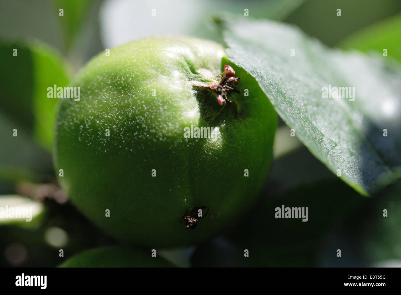 Apple tree on warm summer day Stock Photo - Alamy