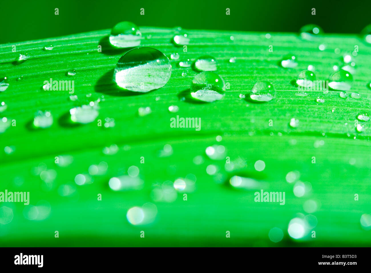 Droplets of dew Stock Photo