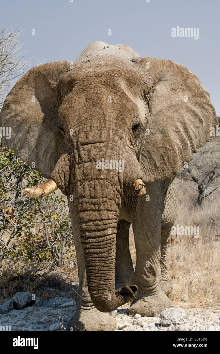 A broken tusk hi-res stock photography and images - Alamy