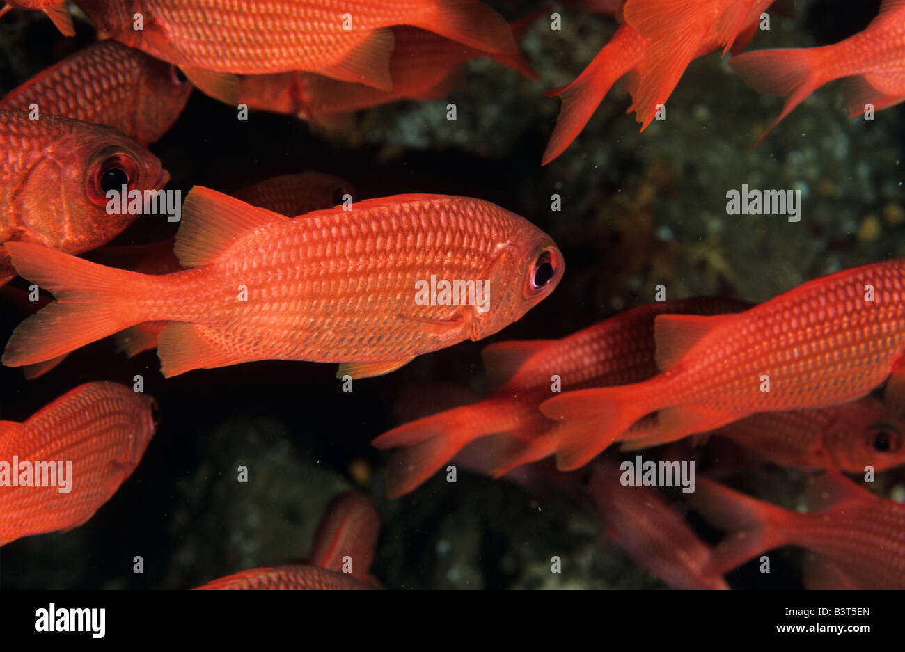 Fish school, sea of Cortez, Mexico Stock Photo Alamy