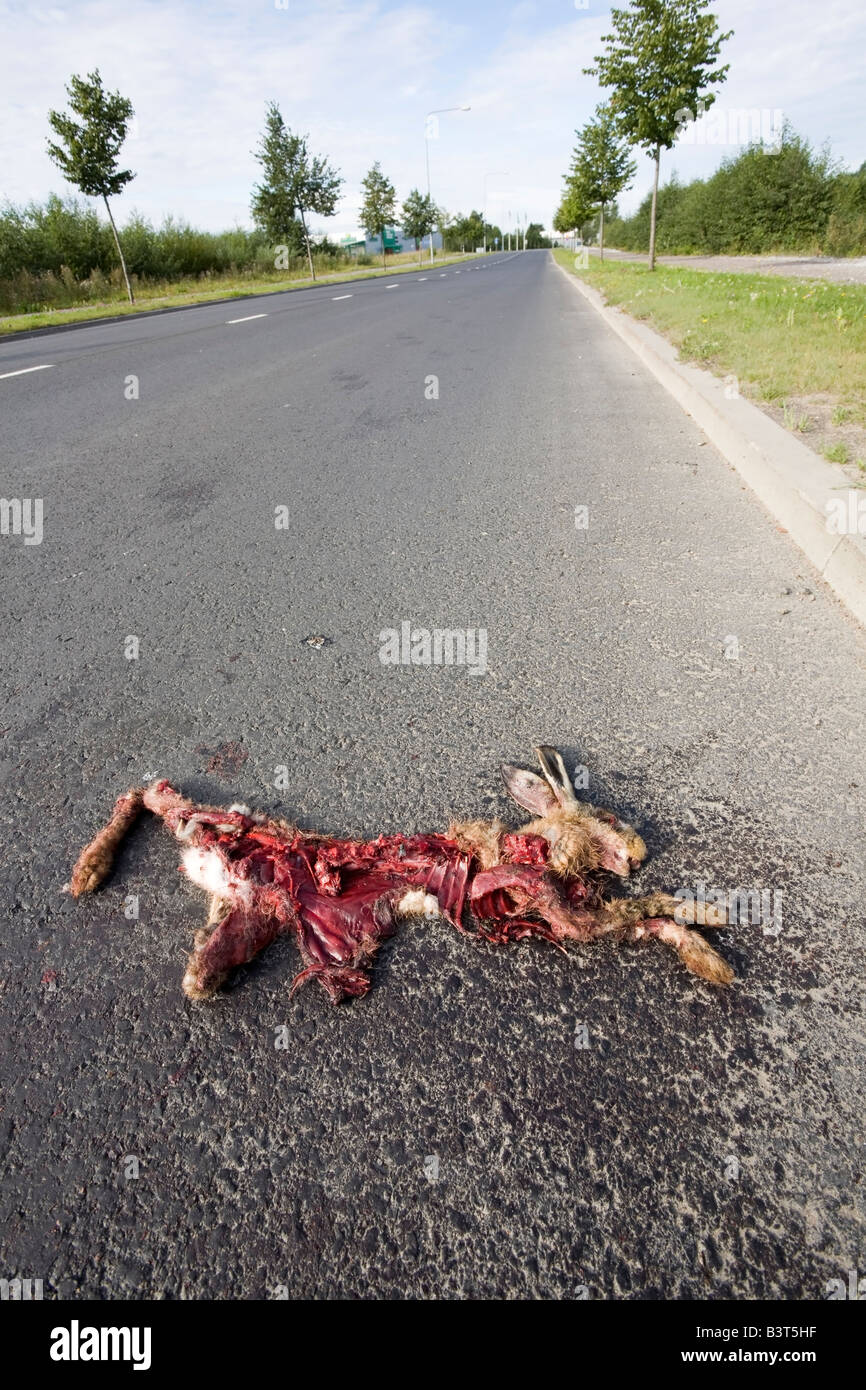 remains of a roadkill Stock Photo