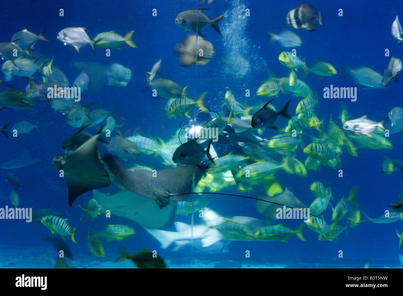 Diver feeding fish in an aquarium viewing tank Stock Photo Alamy