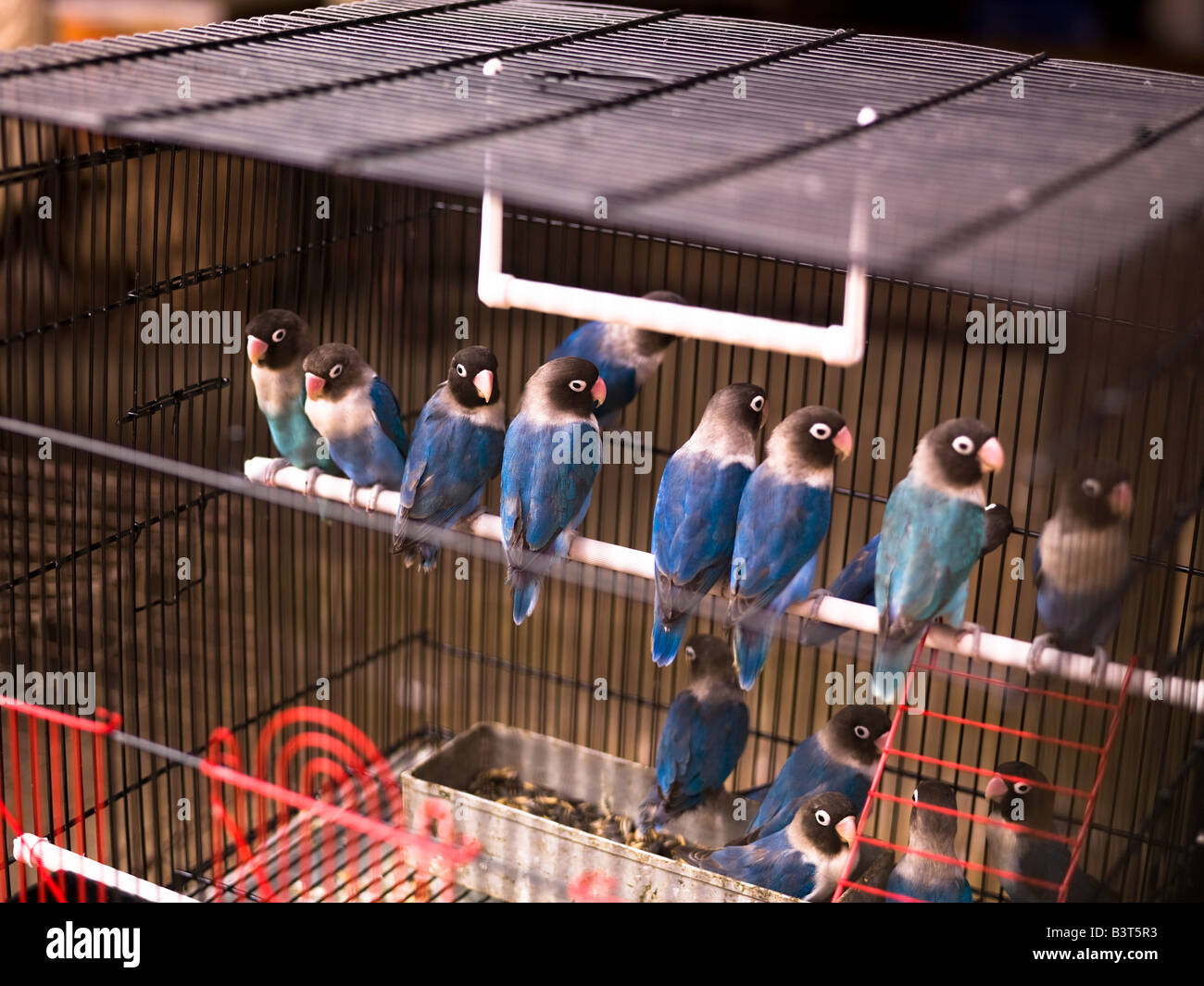 Parakeets in cage Stock Photo Alamy