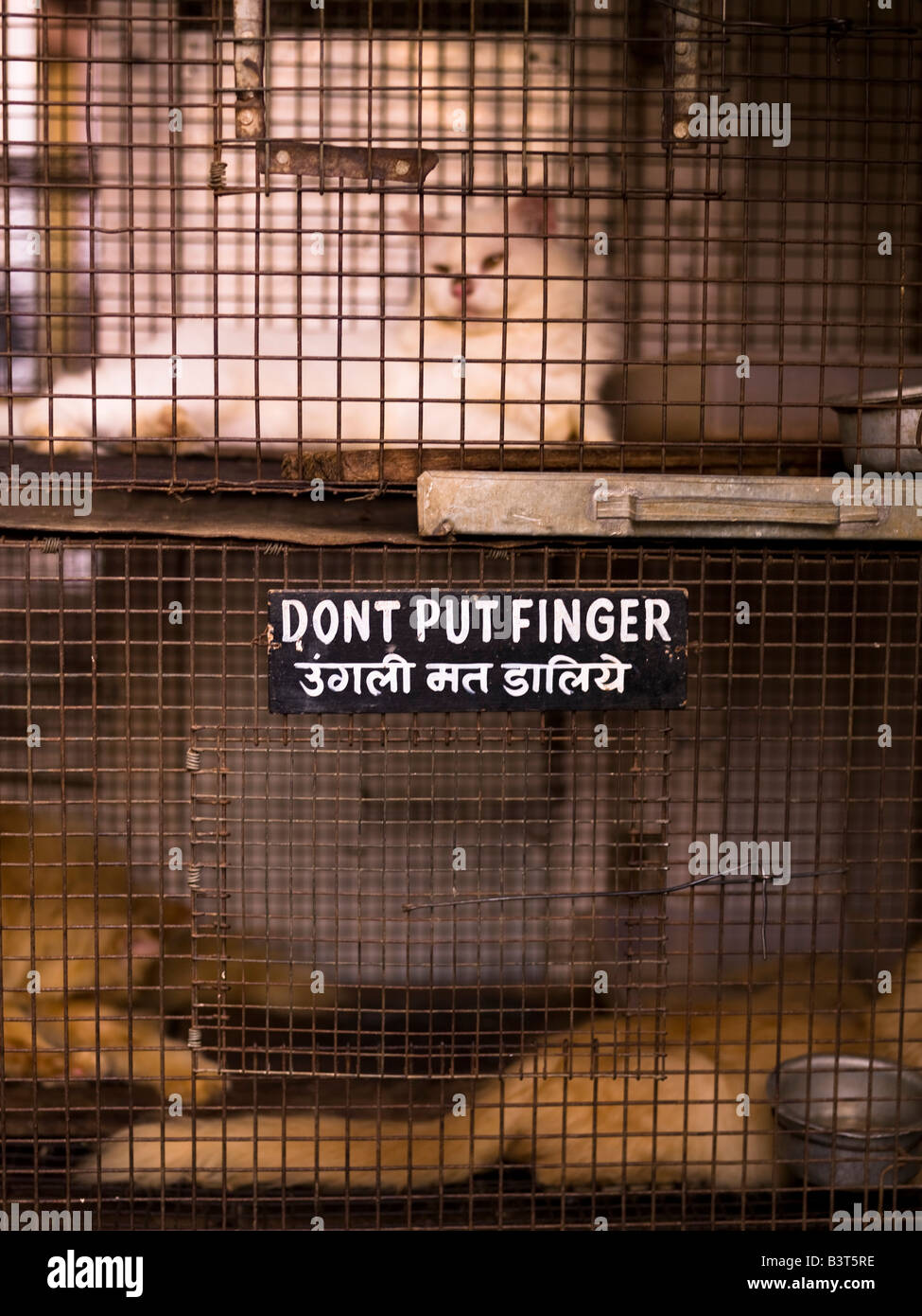 Cat in cage with warning sign Stock Photo Alamy