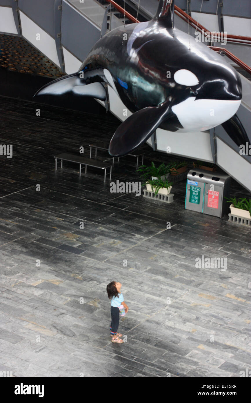 Little girl looks up at a hanging orca, Orcinus orca. Stock Photo