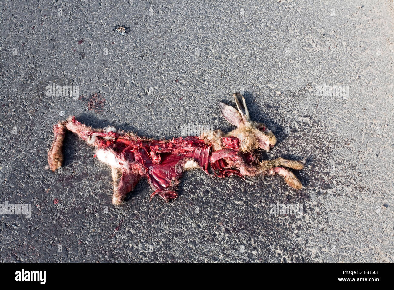 remains of a roadkill Stock Photo