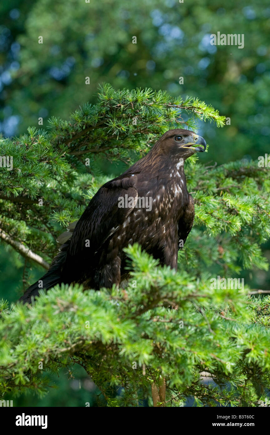 Golden eagle: Aquila chrysaetos. Falconry centre, uk Stock Photo