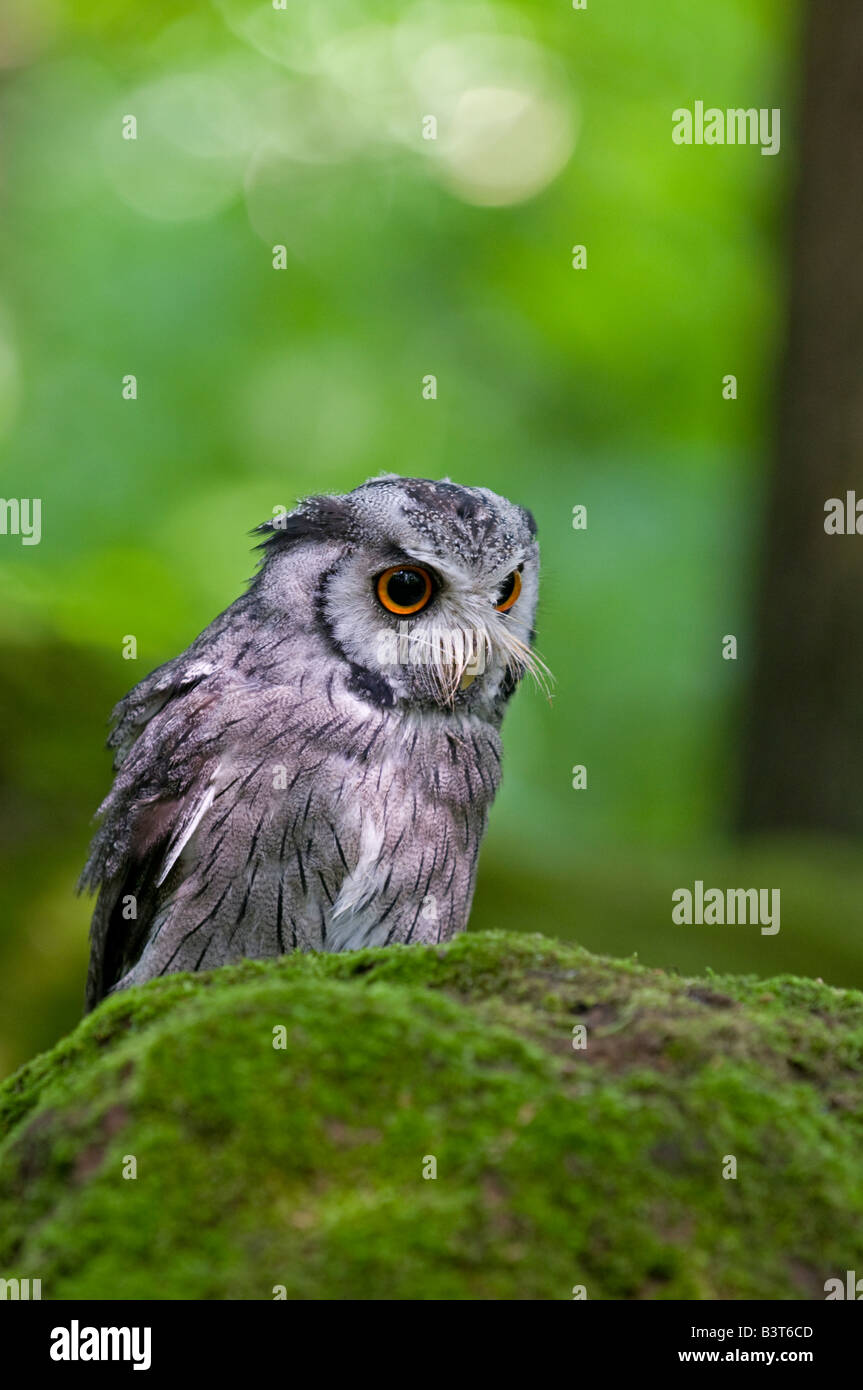 Scops Owl: Otus scops.  Captive Stock Photo