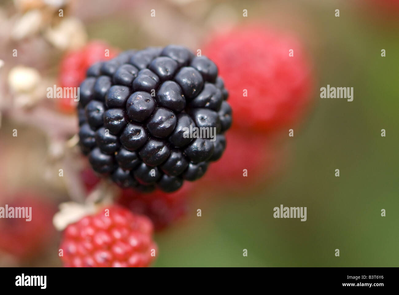 Black and red blackberries (Rubus fructicosus Stock Photo Alamy