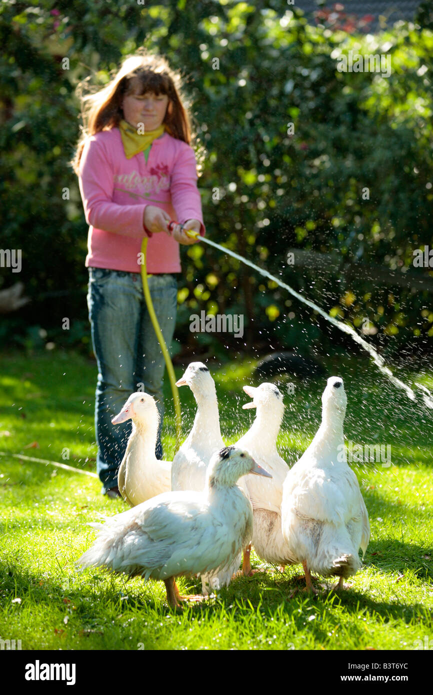 five ducks enjoy being washed by a young girl Stock Photo