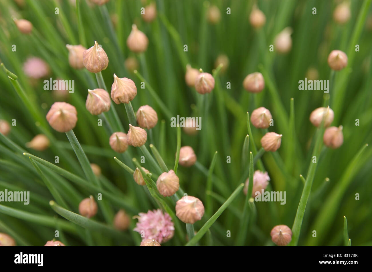 Chives with flower buds Stock Photo Alamy