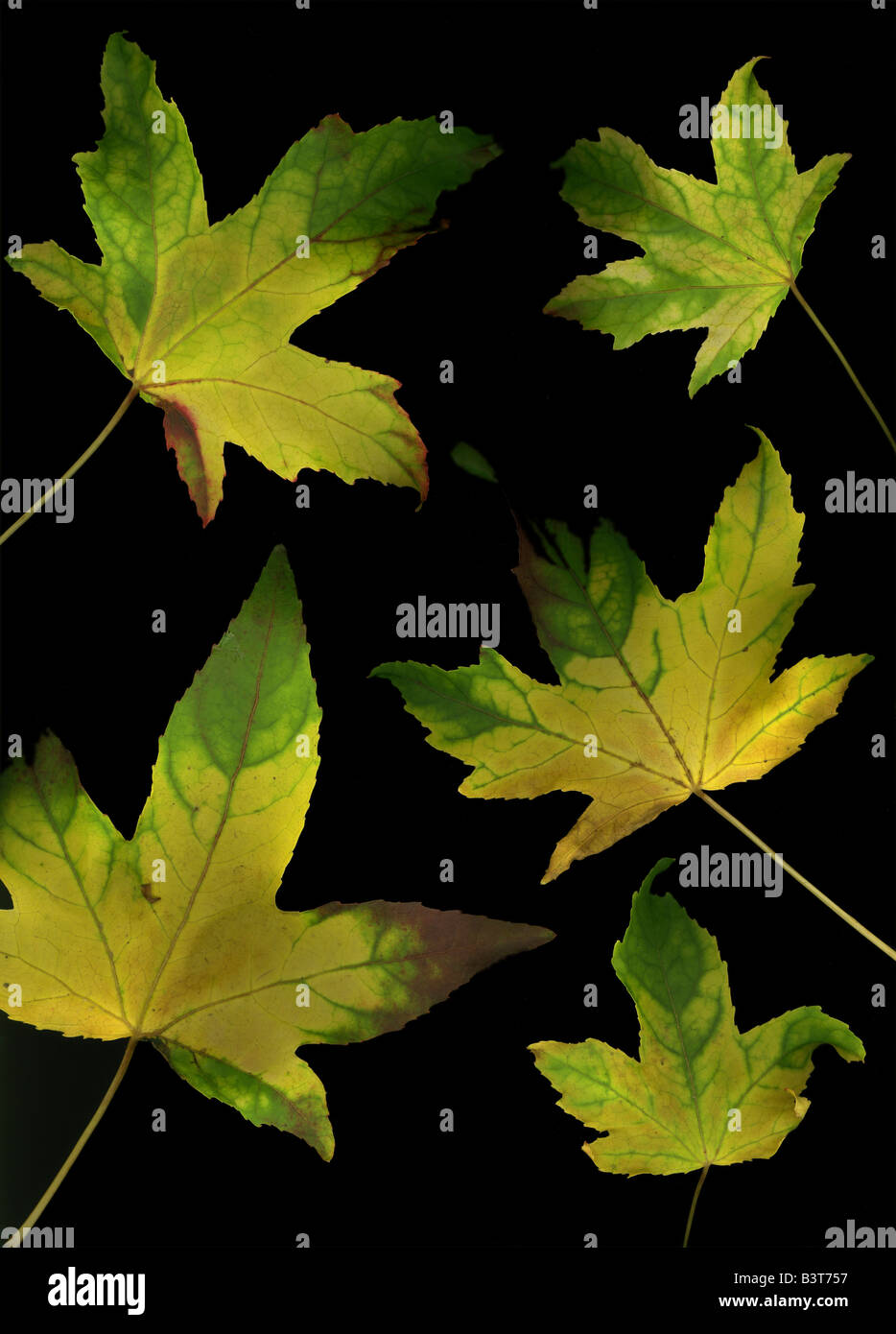 Gold coloured leaves autumn hi-res stock photography and images - Alamy