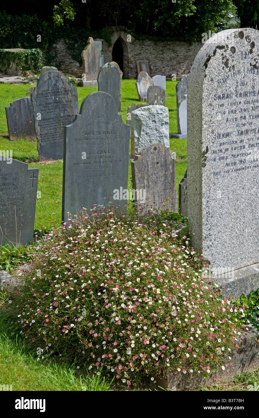 Mexican Daisy: Erigeron karvinskianus,  growing in churchyard Devon England Stock Photo