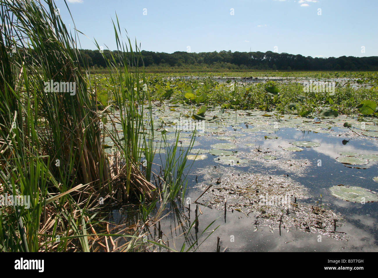 Marsh and reeds at Great Meadows National Wildlife Refuge (Concord Unit