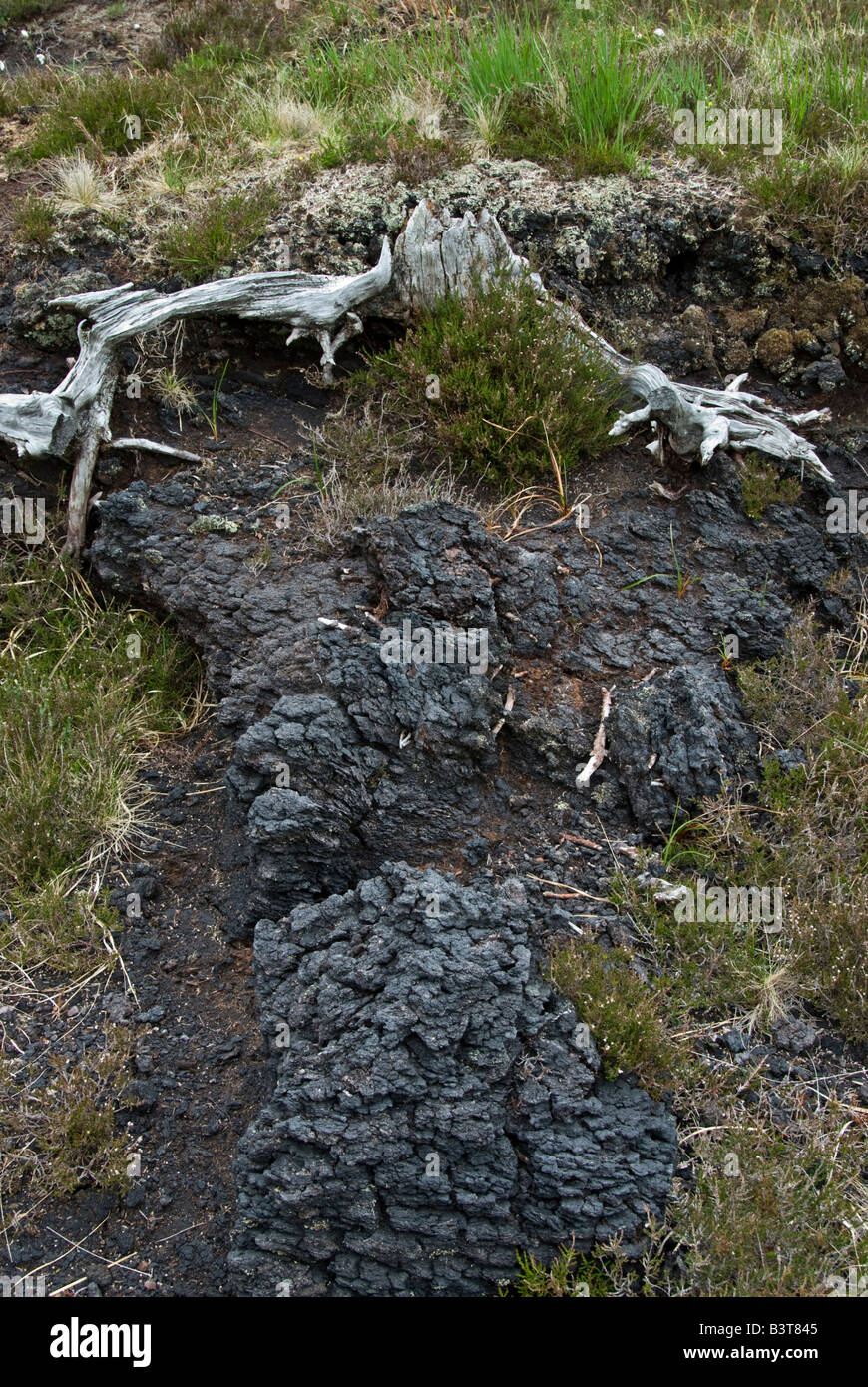 Peat bog with bog oak County Mayo Ireland May Stock Photo Alamy