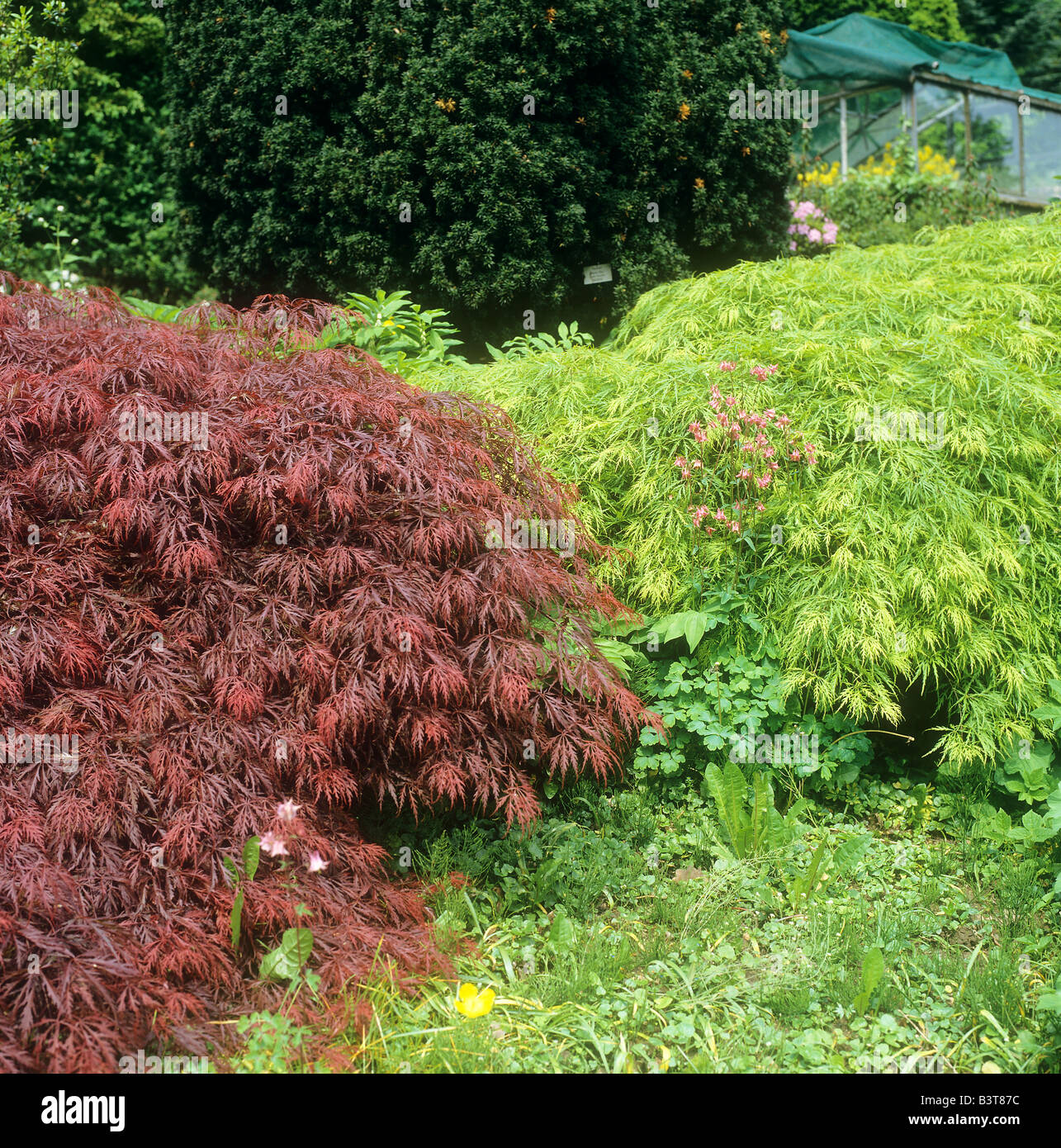 Acer palmatum Japanese Maples Set of 3 in 1.5L Pots - 3 x Acer Palmatum Maple Trees 'Atropurpureum', Katsura', Emerald Lace' - Supplied as Established Plants