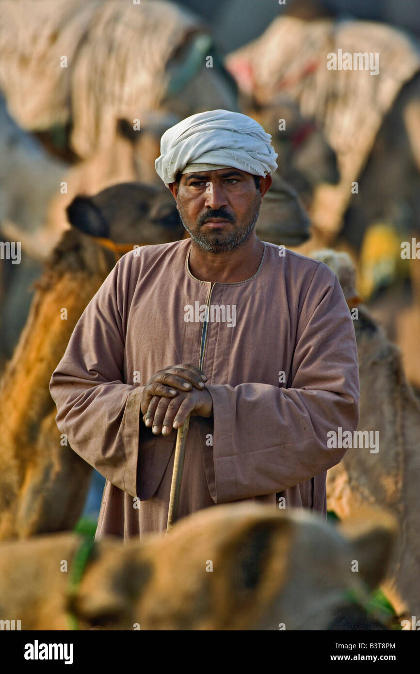 Egyptian man tending camels at camel market, Cairo, Egypt Stock Photo ...