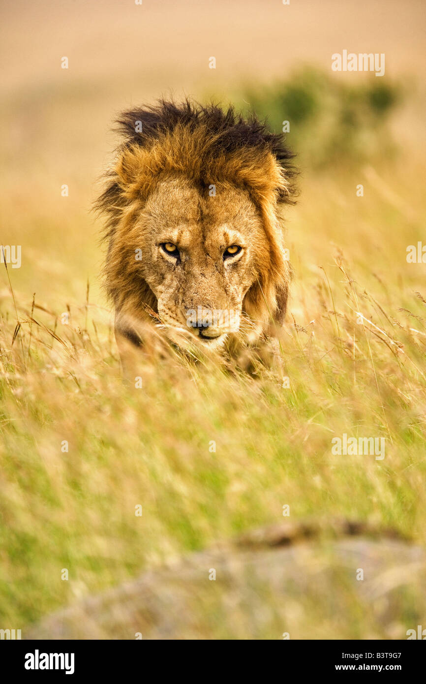 Adult male lion, Panthera leo, Masai Mara, Kenya, Africa Stock Photo ...