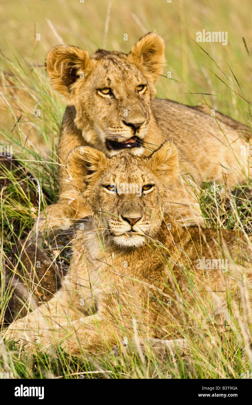 Group of lion cubs, Panthera leo, Masai Mara, Kenya, Africa Stock Photo