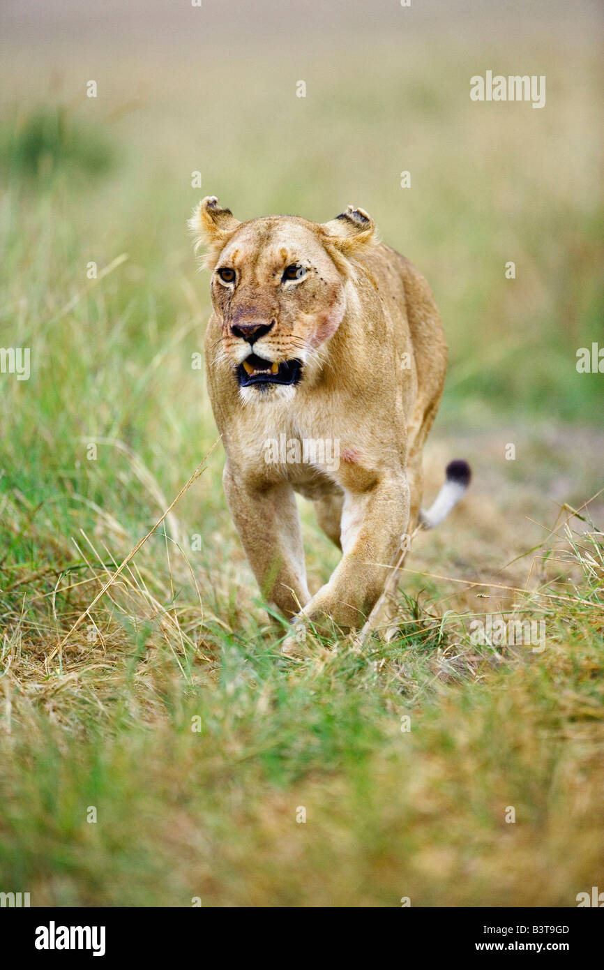 Lioness returning from a hunt, Masai Mara, Kenya, Africa Stock Photo