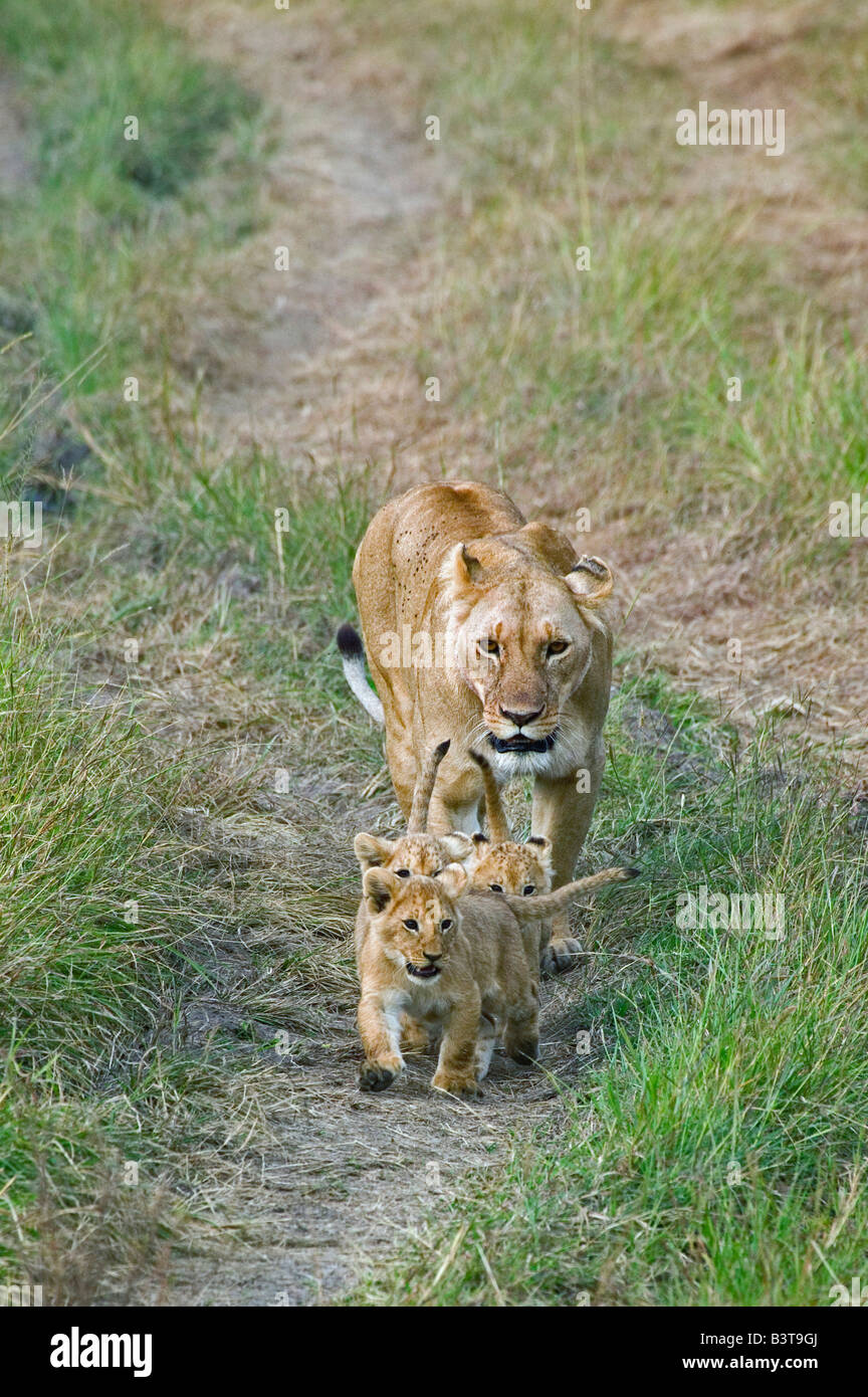 Lioness walking with her cubs in tire tracks, Masai Mara, Kenya, Africa Stock Photo
