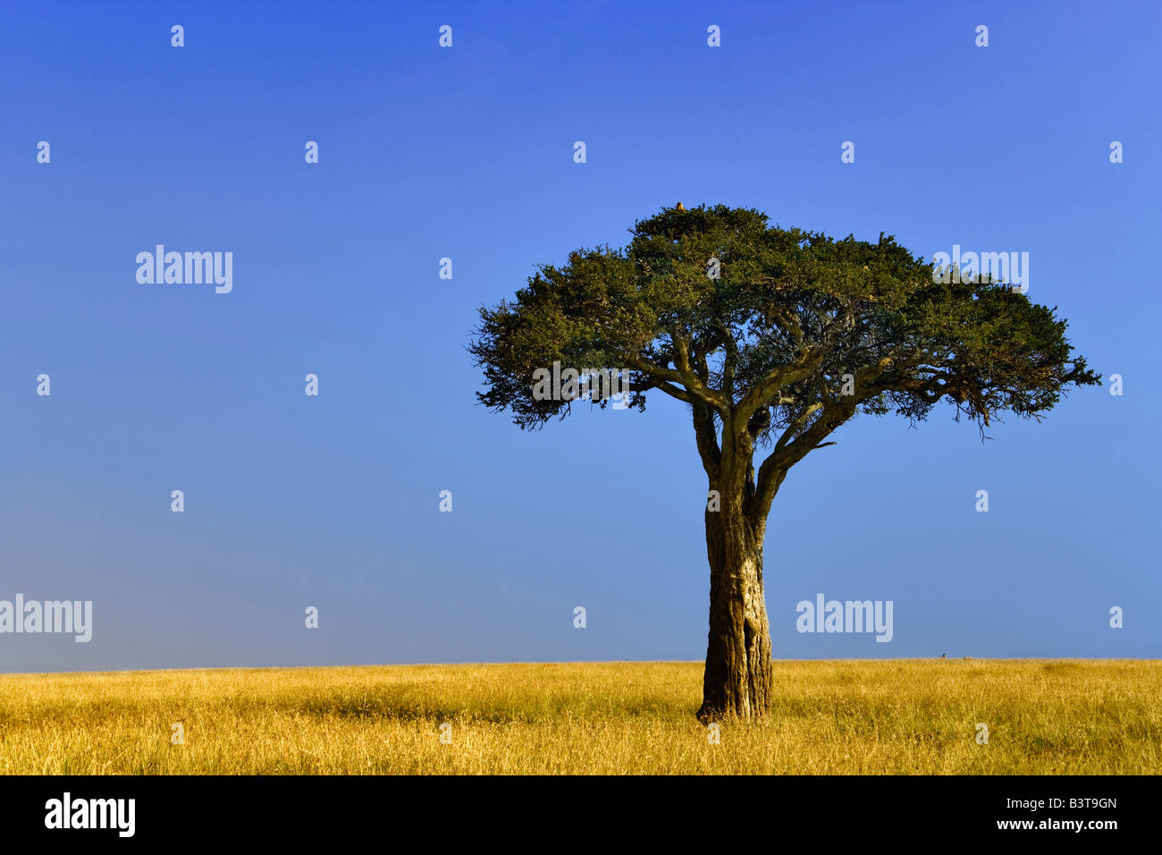 Single Acacia tree on grassy plains, Masai Mara, Kenya, Africa Stock Photo