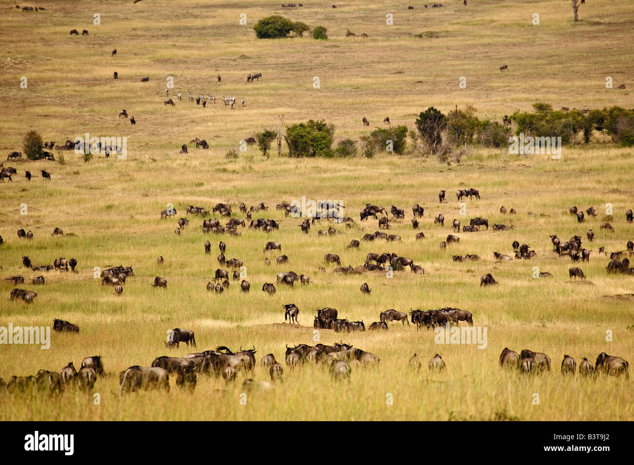 Wildebeest herd in tall grass, Masai Mara, Kenya, Africa Stock Photo