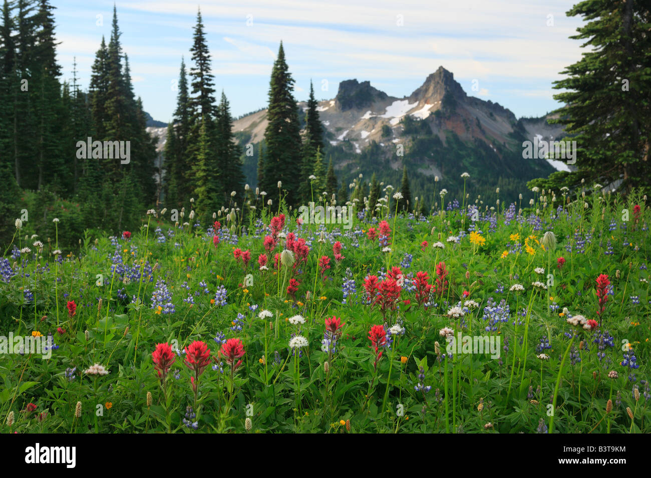 The Tatoosh range from Paradise, Mount Rainier, Washington, USA Stock Photo