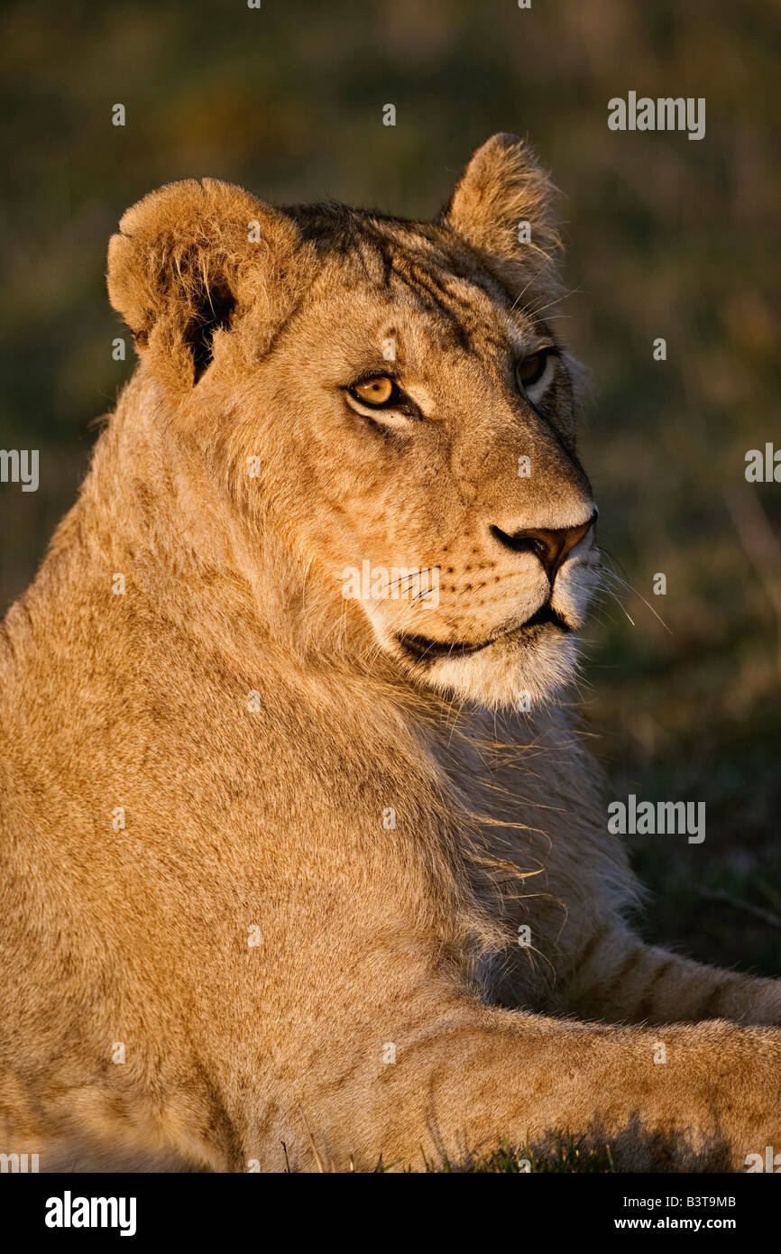 Lioness, Panthera leo, Masai Mara, Kenya, Africa Stock Photo - Alamy