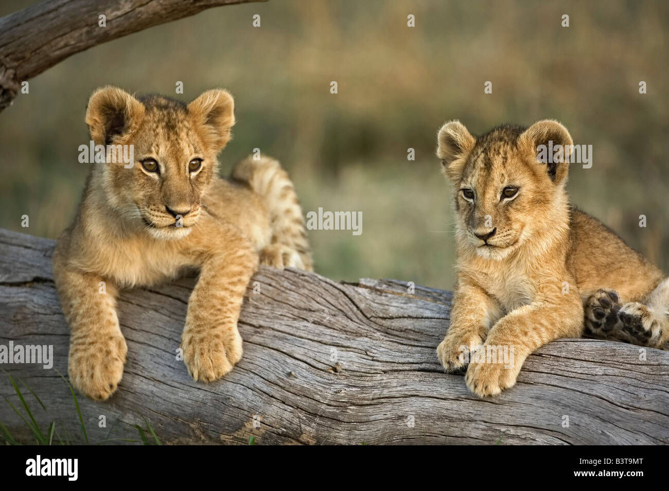 Lion cubs on log, Panthera leo, Masai Mara, Kenya, Africa Stock Photo