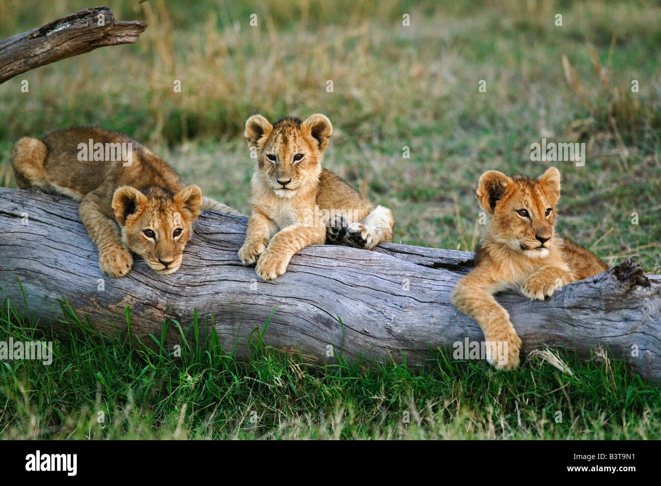 Lion cubs on log, Panthera leo, Masai Mara, Kenya, Africa Stock Photo ...