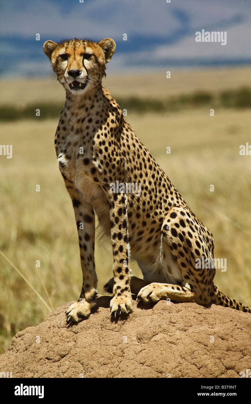 Cheetah resting, Acinonyx jubatus, Masai Mara, Kenya, Africa Stock Photo