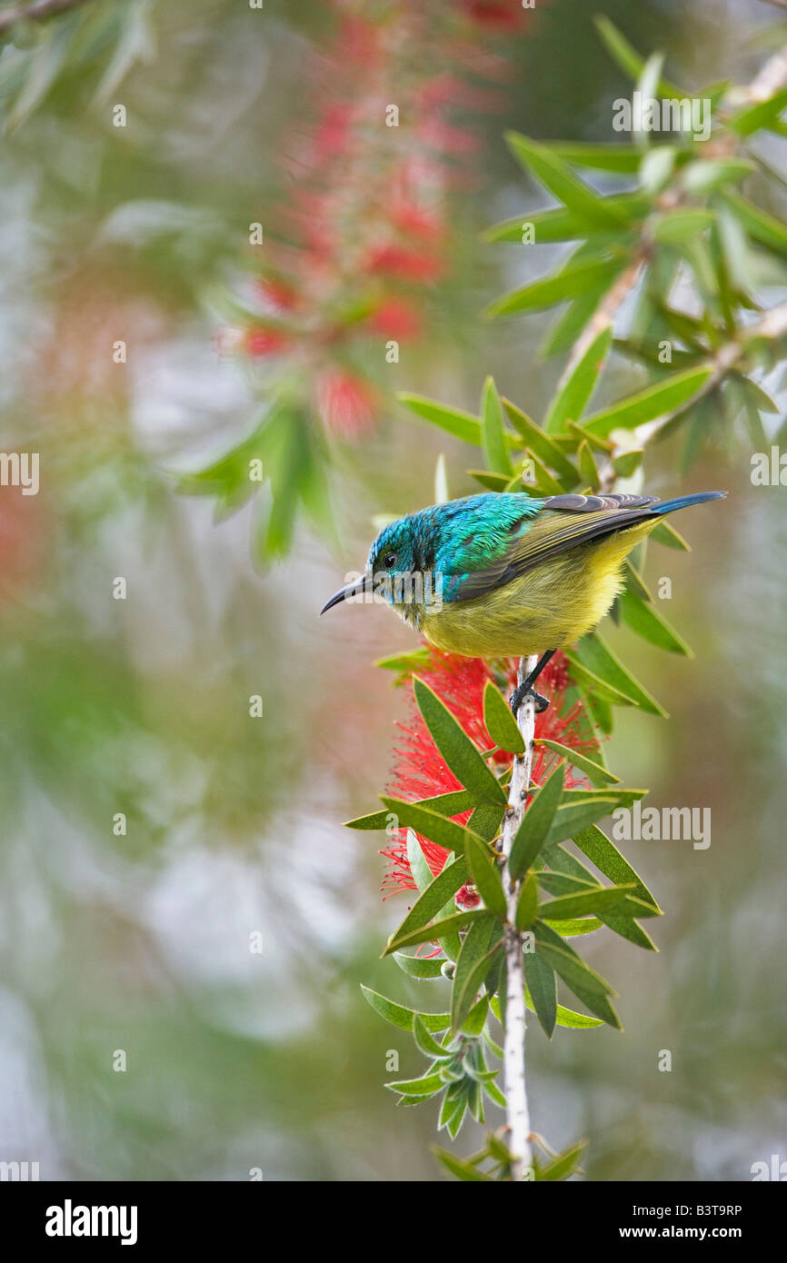 Variable Sunbird, Nectarinia venusta, Aberdare Country Club, Nyeri, Kenya Stock Photo