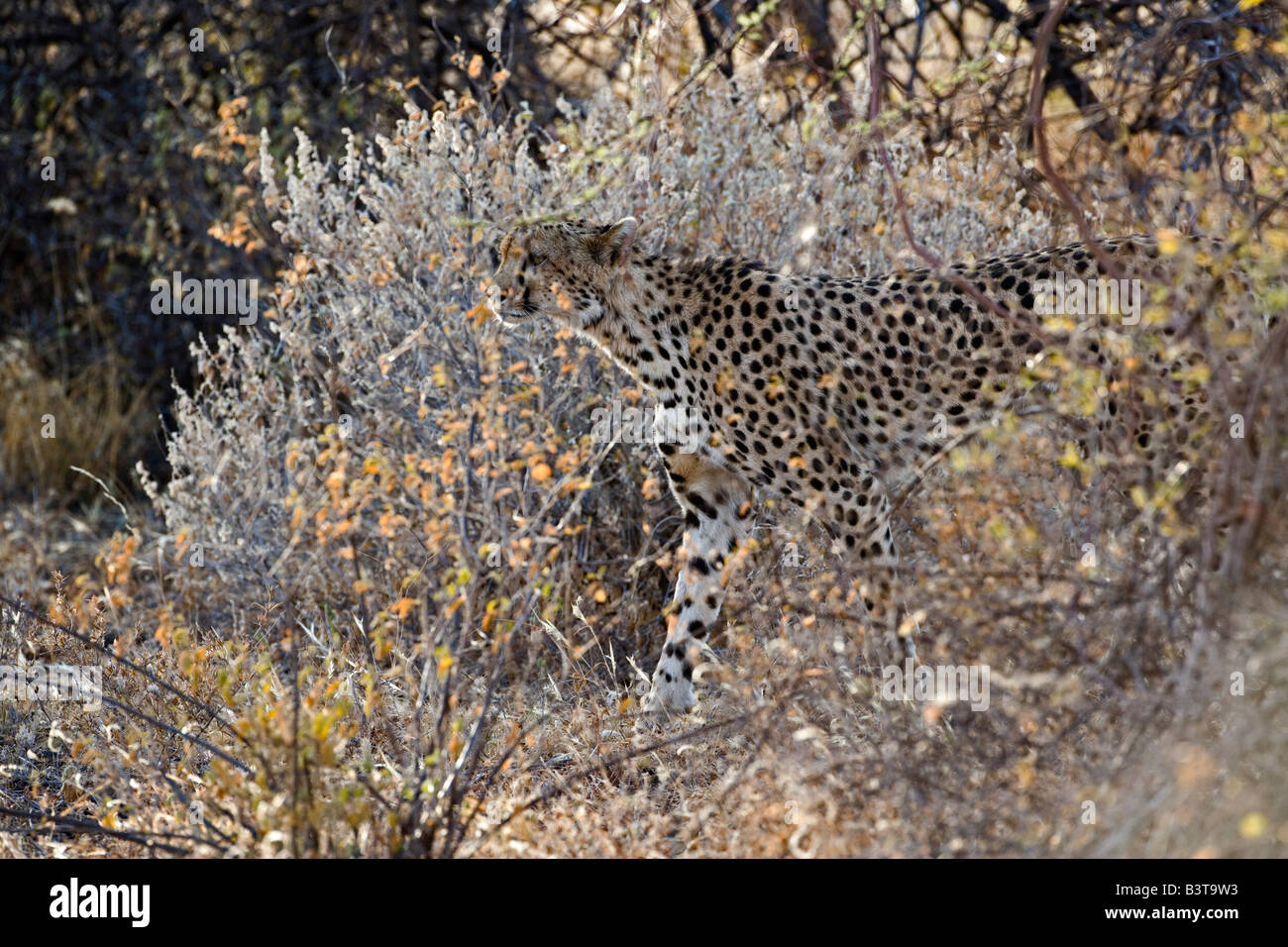Camoflaged Cheetah in the bush, Acinonyx jubatus, Samburu Game Reserve, Kenya, Africa Stock Photo