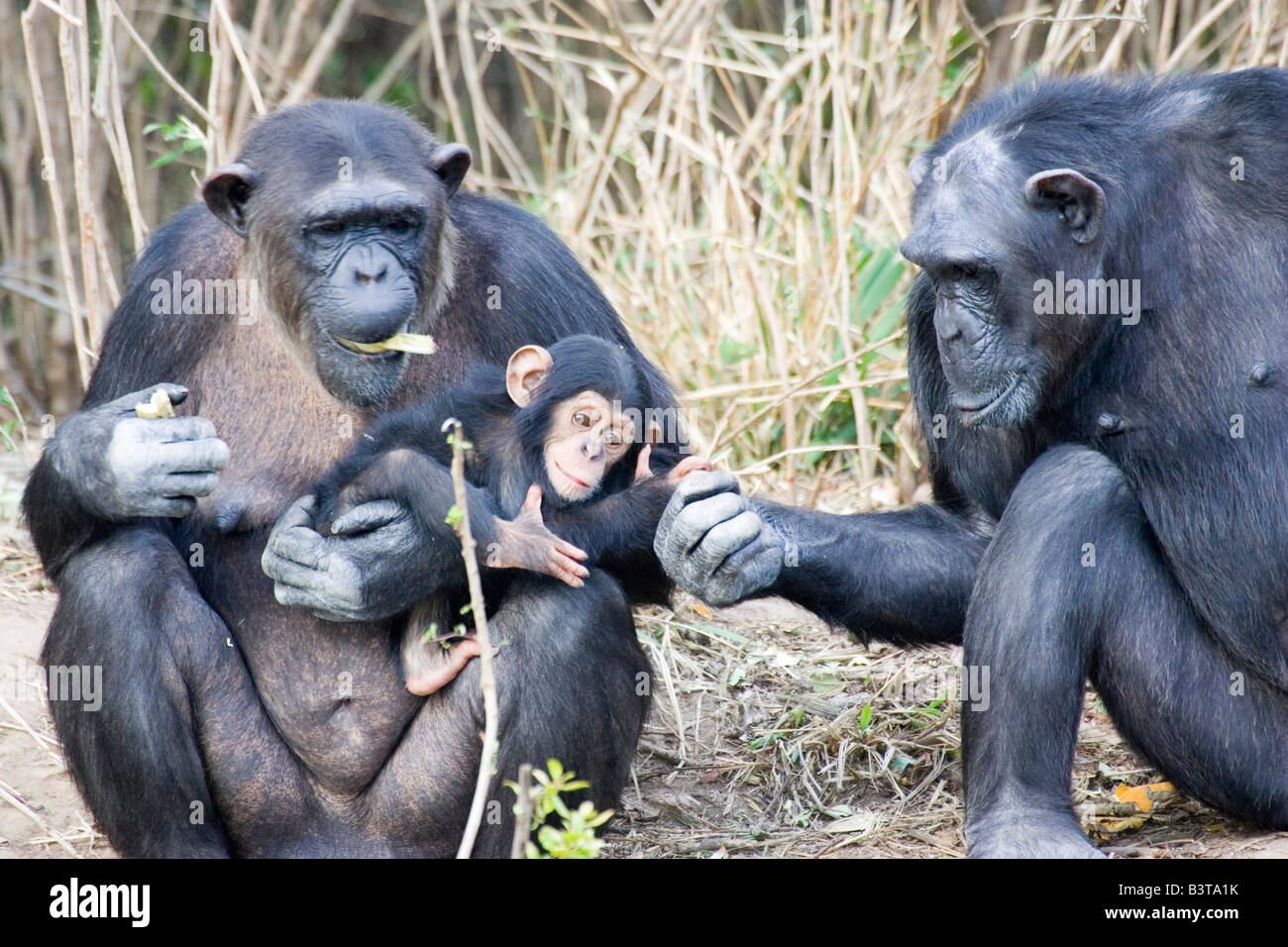 Africa, Kenya. Chimpanzee family on an island at Sweetwaters Tented Camp. Stock Photo