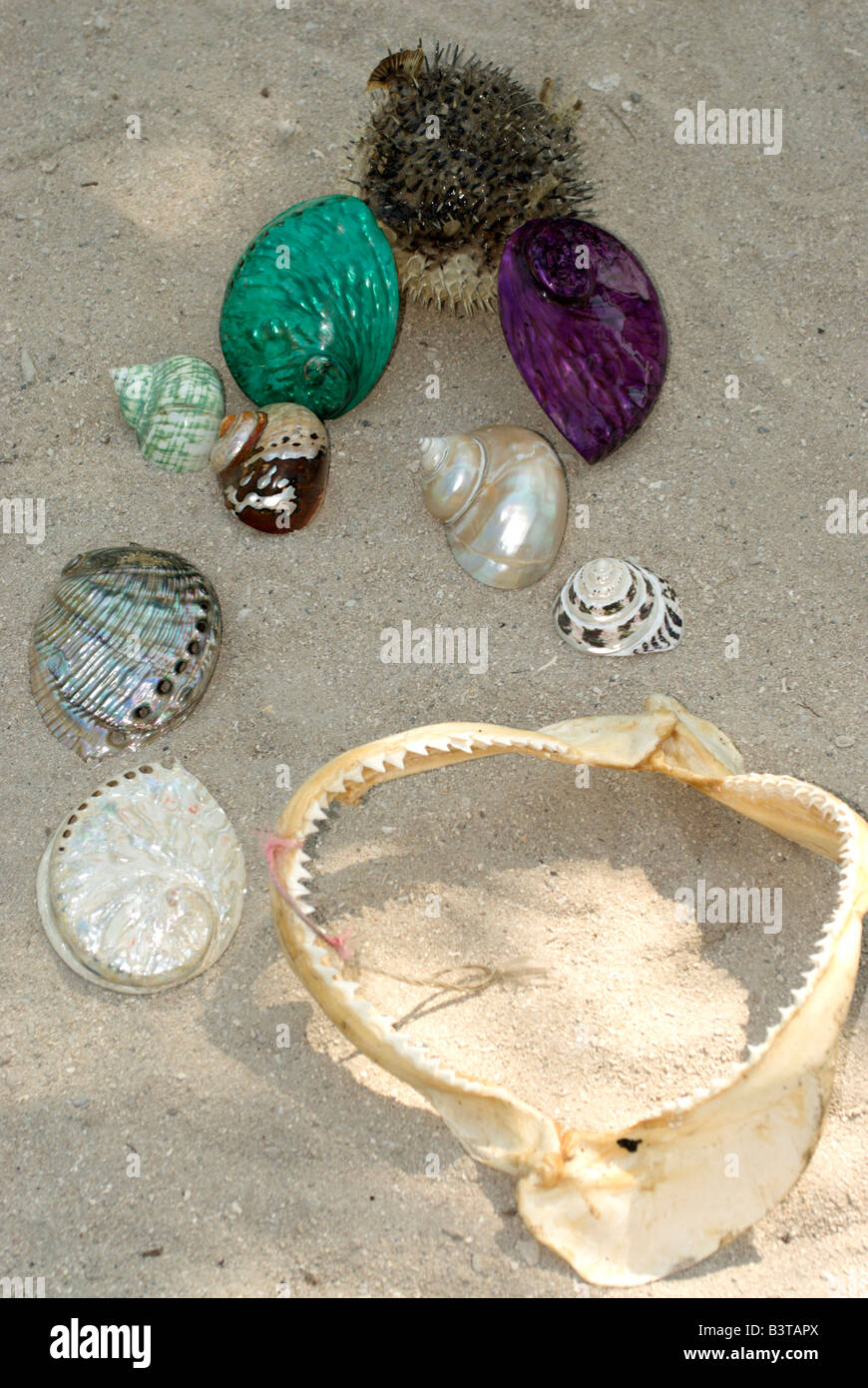 Mauritius. Shells and shark jaw souvenirs for sale to visitors. Stock Photo