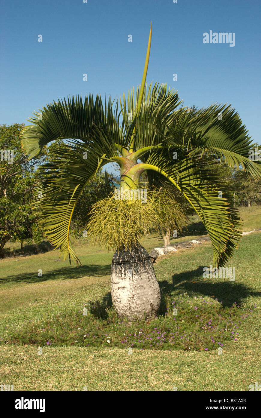 Mauritius. Bottle palm, Hyophorbe lagenicaulis Stock Photo