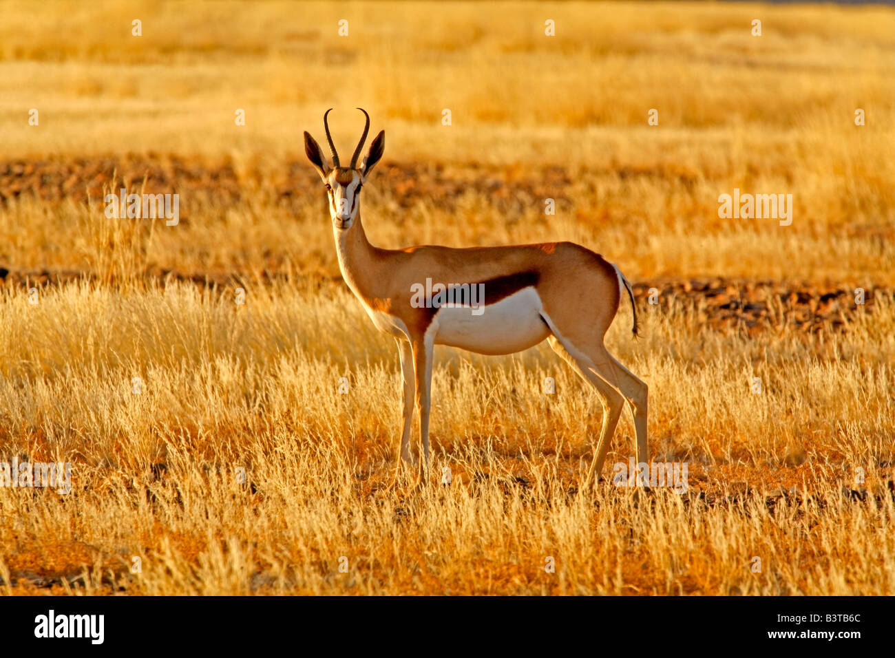 Springbok etosha np hi-res stock photography and images - Alamy