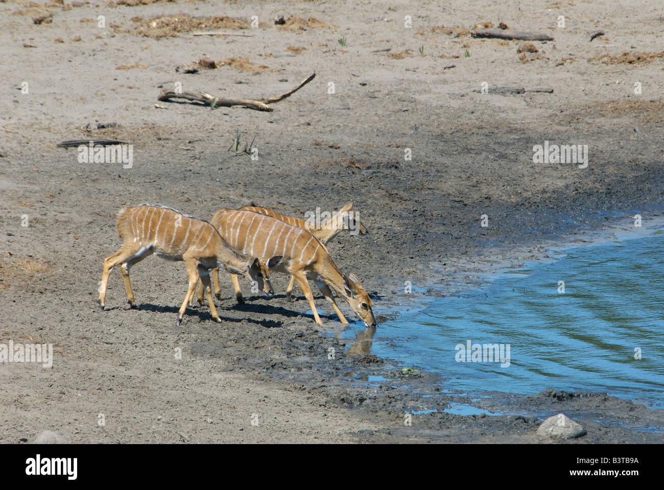 Africa, South Africa, KwaZulu Natal, Westville, female nyala in Tembe Elephant Park (RF Stock