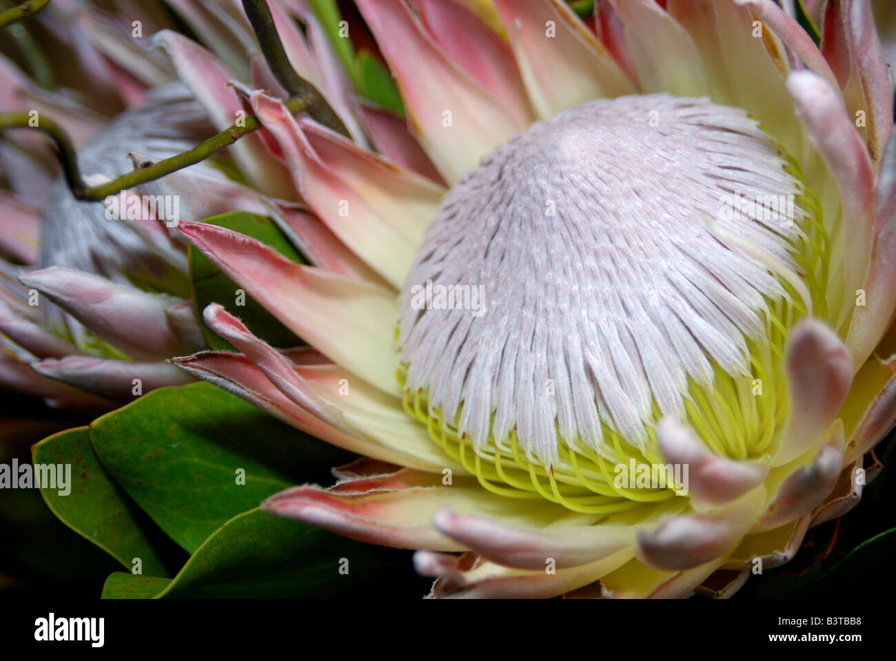 Africa, South Africa, KwaZulu Natal, Umhlanga Rocks, Queen Protea flowers Stock Photo Alamy