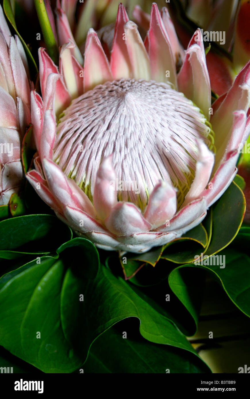 Africa, South Africa, KwaZulu Natal, Umhlanga Rocks, Queen Protea flowers Stock Photo Alamy