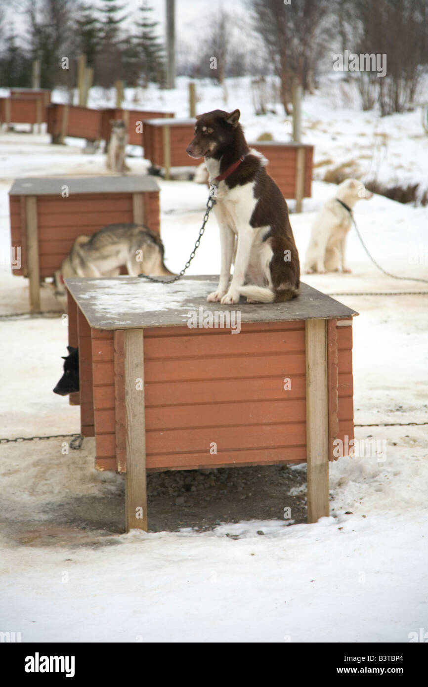 Tromso Tromsø Norway Dog sledding sledging with huskies husky dogs Stock Photo