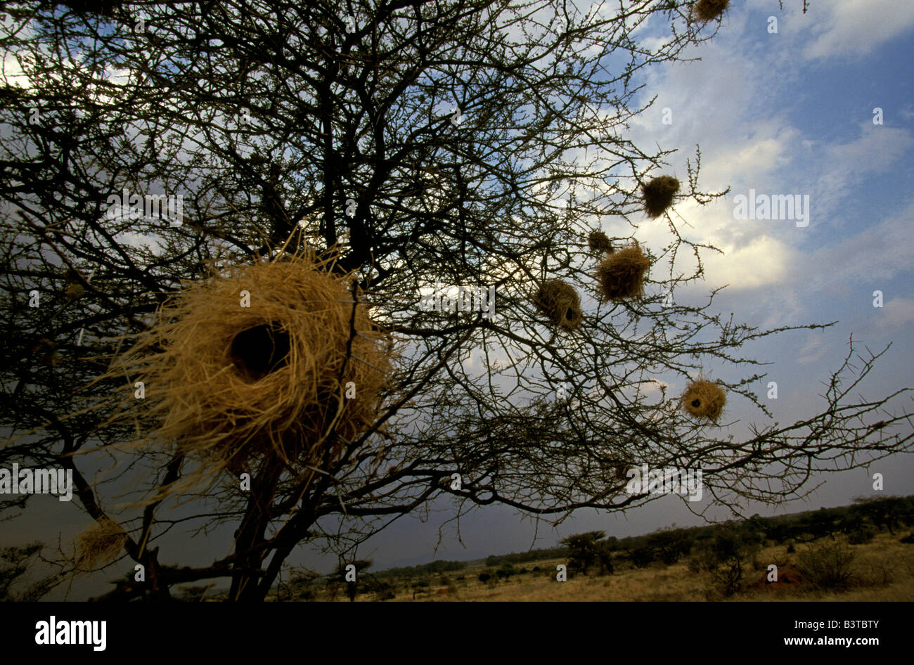 Africa, Tanzania. A weaver's nest in an Acacia Tree. Stock Photo