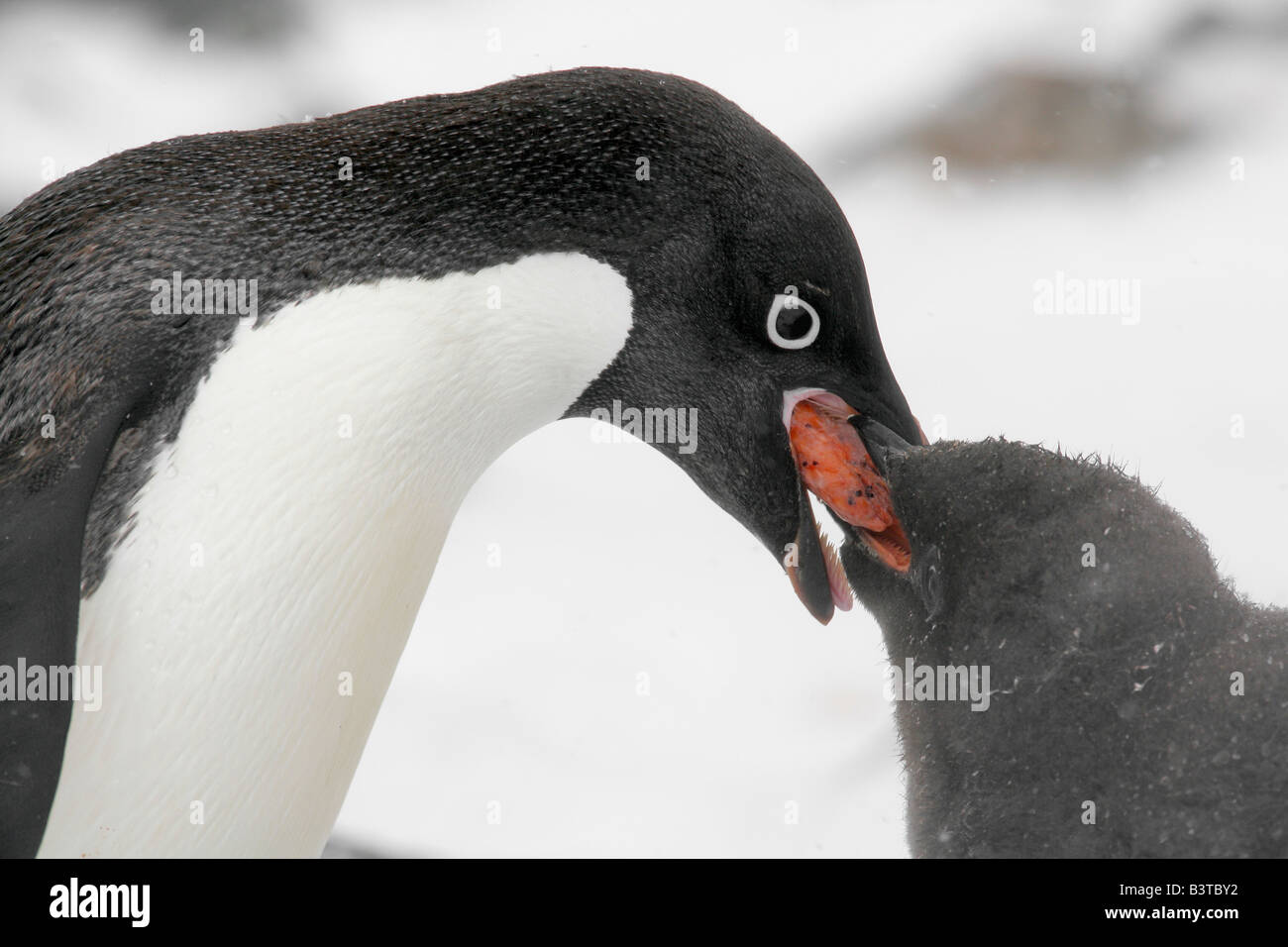 Penguin Eating Krill