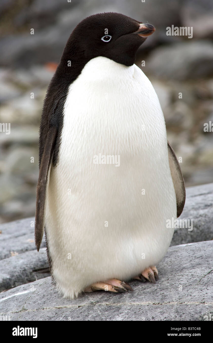 Adelie penguin Antarctica Stock Photo - Alamy