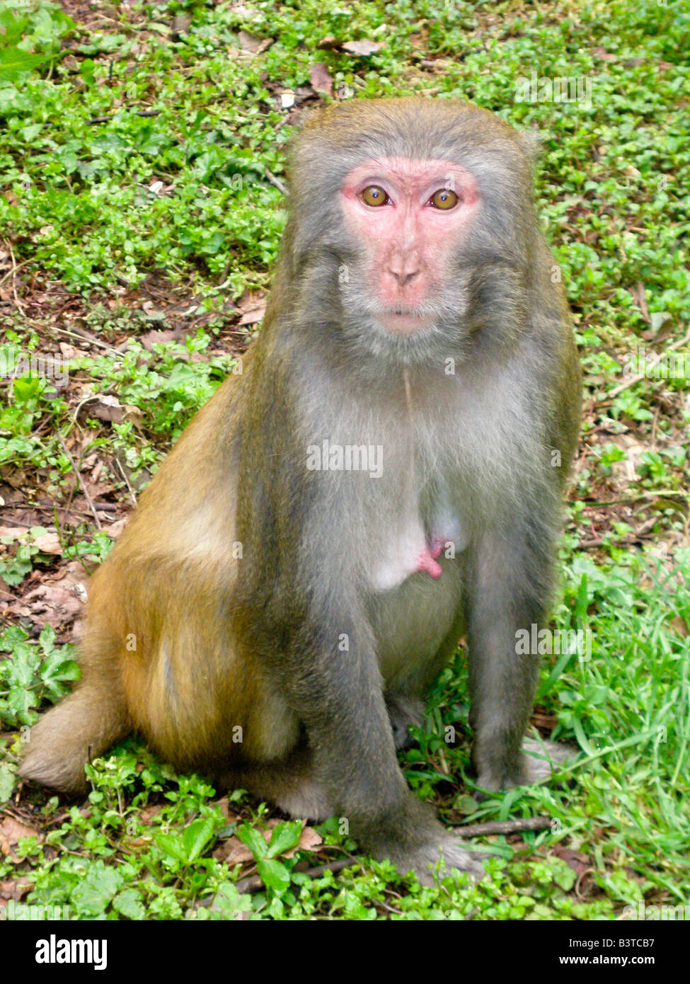 Asia, China, Hunnan Province, Zhangjiajie National Forest Park. Female Rhesus Macaque. Stock Photo