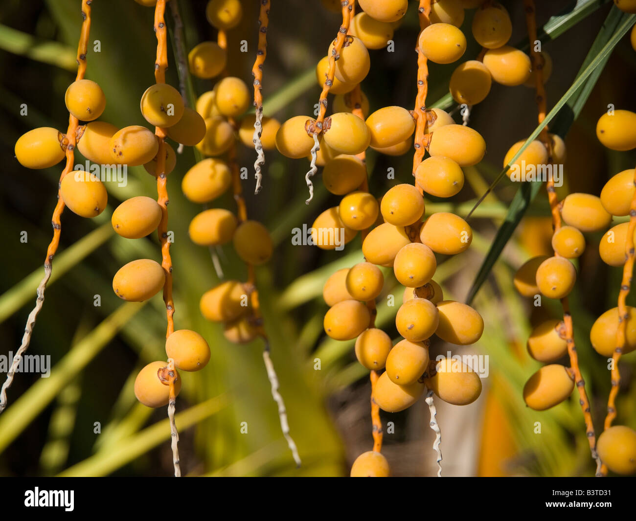 Unripe dates hires stock photography and images Alamy